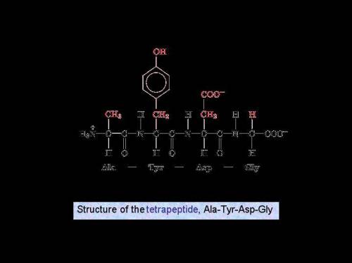 Draw the structure of the Tetrapeptide asp-met-lys-tyr