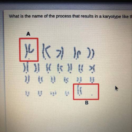 What is the name of the process that results in a karyotype like the one pictured?

O A. Nondisjun