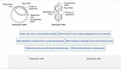 The diagrams below show DNA replication in prokaryotic and eukaryotic cells. Identify whether the s