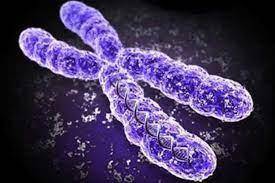 The structure shown in the picture carries genetic information in a cell. what is this structure ca