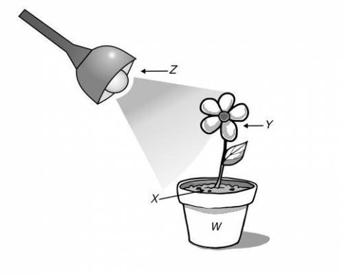 The diagram below shows a growing plant.
Which letter represents the external stimulus?