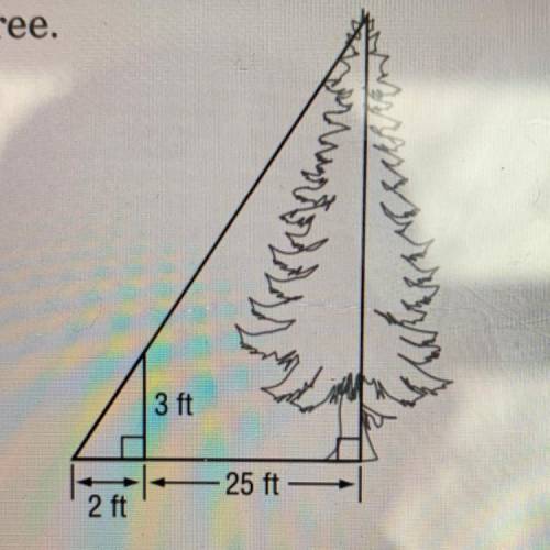 Find the height of the tree