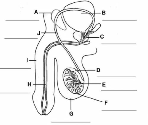 Label the Male Reproductive System. Will give brainliest! Homework Help!
