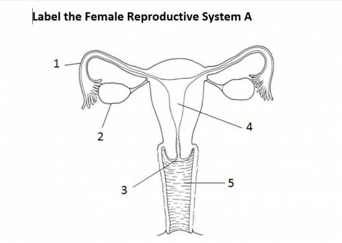 Label The Female Reproductive System! Brainliest Give Away. Homework Help
