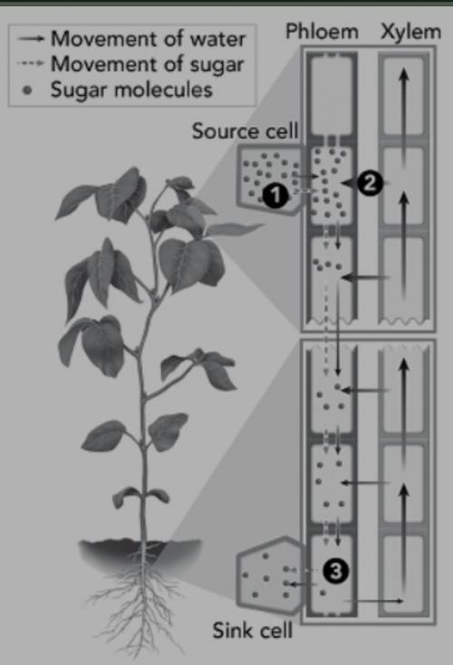 What does the diagram explain about transport in plants?

A. it explains how sugars can be taken f