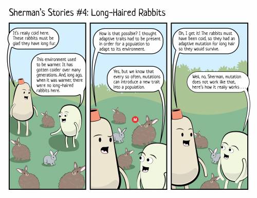 Why did the mutation that resulted in a long-hair trait in these rabbits become more common in the