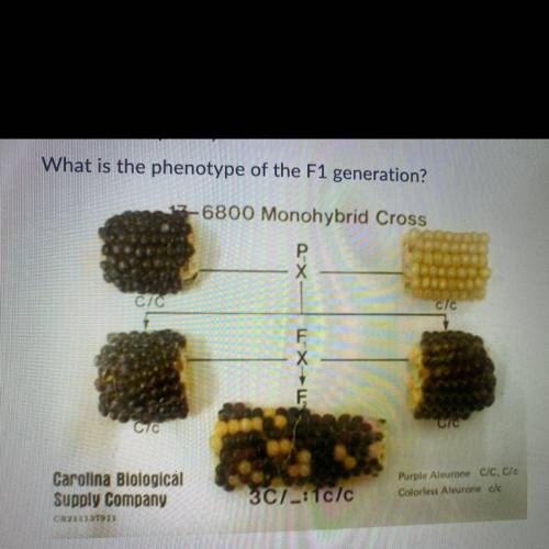 HELP!!!
Question 7 (2 points)
What is the phenotype of the F1 generation?