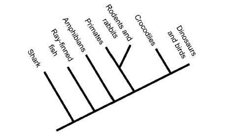 Consider the phylogenetic tree. (attached)

Which pair of organisms is most closely related to pri