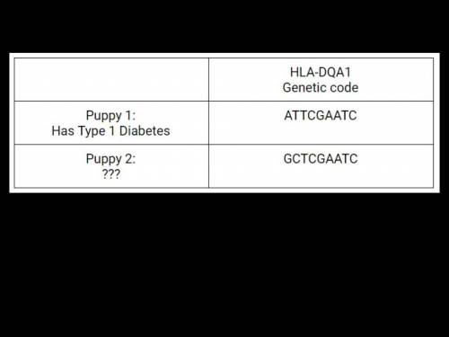 Two other puppies from the same litter had their HLA-DQA1 genes tested. Their results are below.