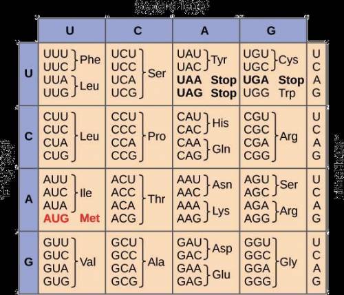 Looking at the amino acid chart that you used (inserted below). Could you tell me the DNA if I gave
