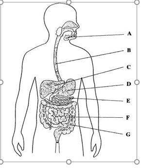 3. Label the parts of the digestive system on the image below by typing in the organ name next to t