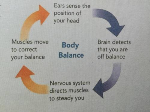 Examine the diagram of the body balance feedback system below. Fill in the box after each process w