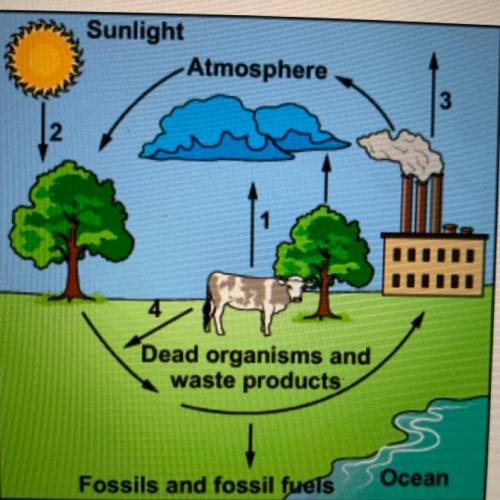 Carbon exists in many forms on earth. This diagram shows part of the carbon cycle.

A. It shows ho