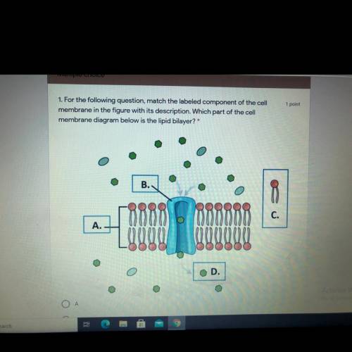 For the following question, match the labeled component of the cell

membrane in the figure with i