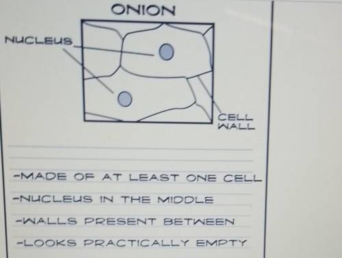 Look at the diagram of the magnification of an onion skin. A group of students recorded their obser