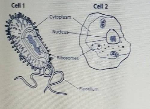 Look at the drawing of the two cells. A student labeled the parts to each cell. Which of the follow