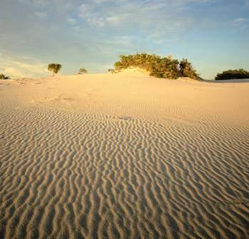 How did these sand dunes form?

At one time, a river ran through this area. When it dried, the san