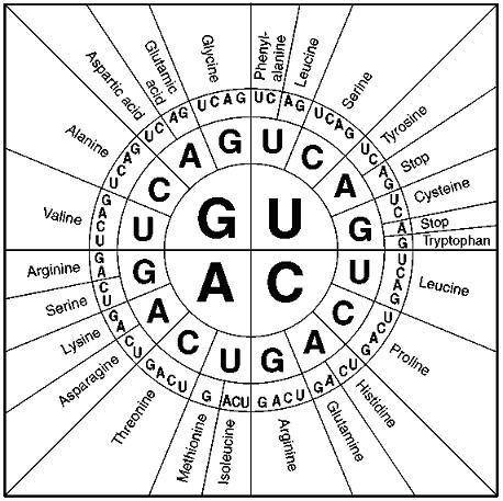 Use the genetic code wheel to determine the amino acid sequence from the mRNA codons. Drag the amin