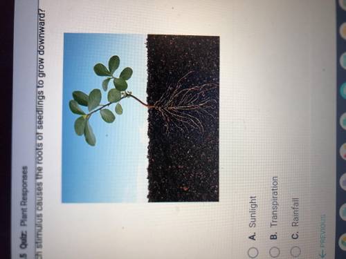 Which stimulus causes the roots of seedlings to grow downward? A. Sunlight B. Transpiration C. Rain