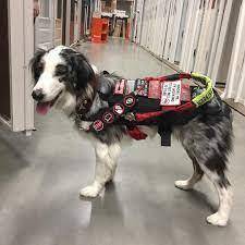 How can i use service dog tranier for my PE presentation