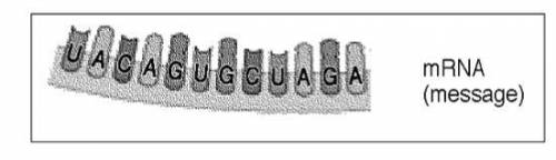 Which strand of

DNA
produced this strand of messenger RNA? 
A) UACAGUGCUAGA
B) ATGTCACGATCT
C) TA
