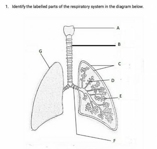 The respiratory system​