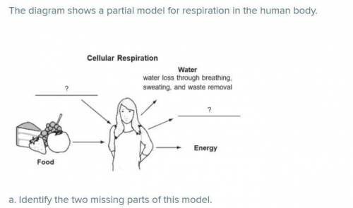 PLS HELP SCIENCE respiration in human body