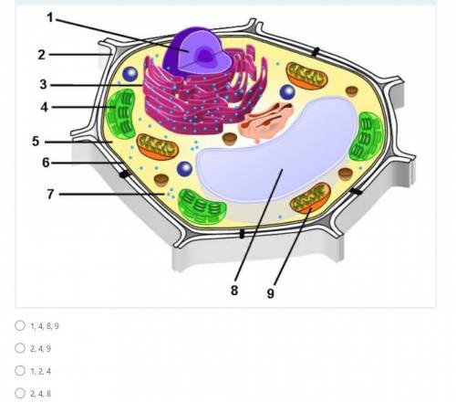 Which structures differentiate plant cells from animal cells?