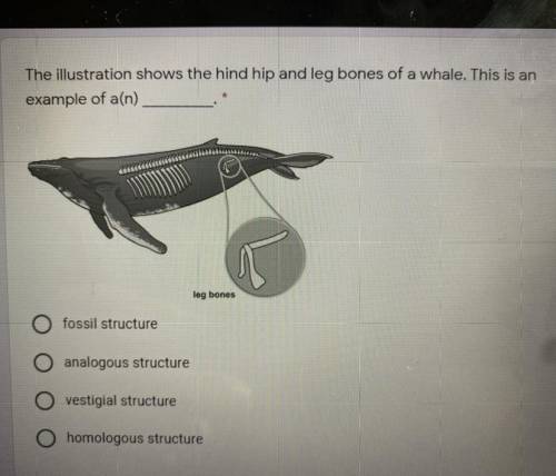 Do you illustration shows the hind hip and leg bones of a whale this is an example of a