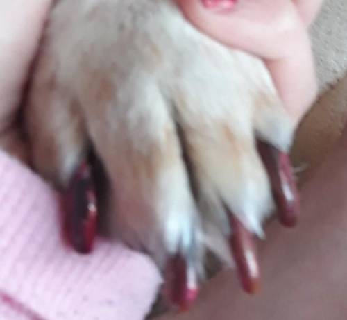 Yo are my dogs nails cool?​