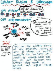 Cell Differentiation and Specialization

Project: Modeling Cellular Division and Differentiation
F