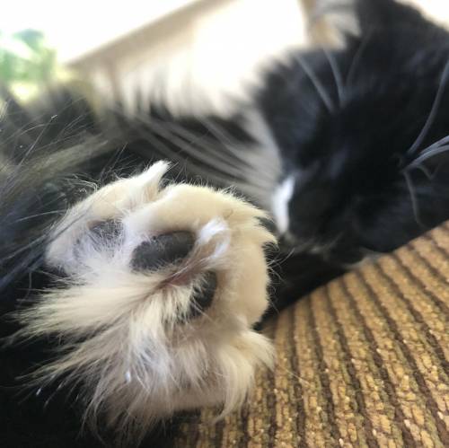 Look at these cute scruffy beans!