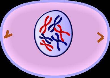 How many chromosomes does this cell have?