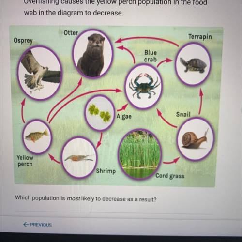 Overfishing causes the yellow perch population in the food

web in the diagram to decrease.
Otter