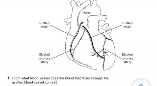 From what blood vessel does the blood that flows through the
grafted blood vessel come?