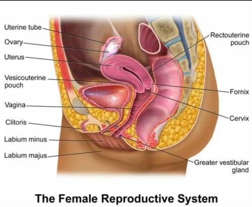 Female reproductive system (side view)​