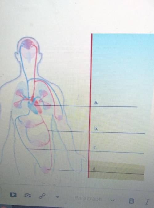 Identify the parts of the circulatory system in this diagram. (Hint: Look at the color of the blood