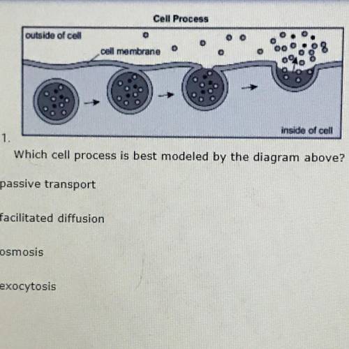 Which cell process is best modeled by the diagram above