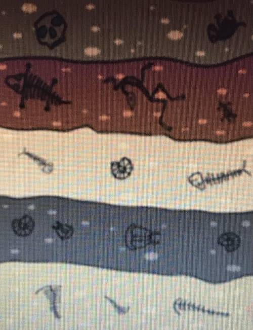 From this diagram of fossils (sorry it’s a bit blurry) which layer is the youngest and which layer