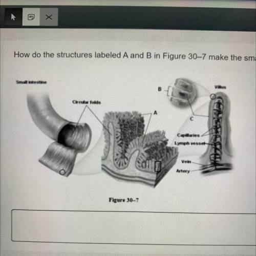 How do the structures labeled A and B in Figure 30-7 make the small intestine specially adapted for