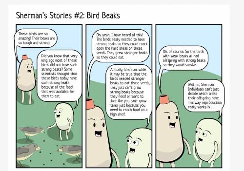 Sherman Stories#2 Bird Beaks