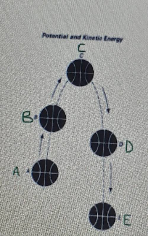 Which letter represents the position at which the basketball has the greatest kinetic energy? EXPLA