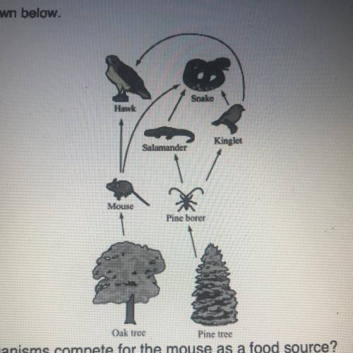 A food web is shown below. Which of the following organisms compete for the mouse as a food source?