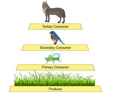 If the grass contains 100,000 kcal of energy, how much energy will a fox obtain from eating a bird?