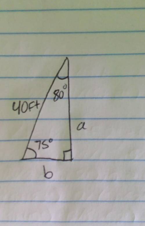A right triangle has a 75 degree angle and an 80 degree angle. The hypotenuse is 40 feet. using the