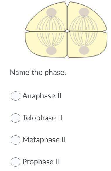Name that phase. 
Anaphase II
Telophase II
Metaphase II
Prophase II