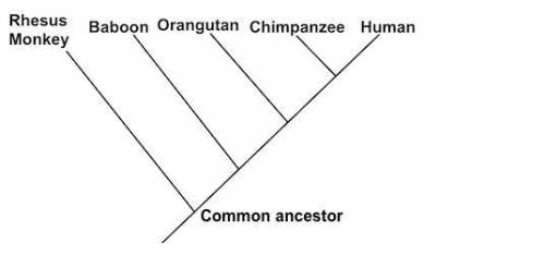 Based on the phylogenetic tree above, which two organisms are least closely related?

A. Chimpanze