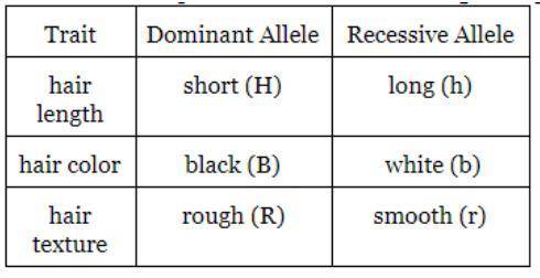 Using the allele symbols in the table, identify the genotype of a guinea pig that is recessive for