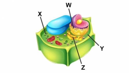 Which organelle is shown by Z and X