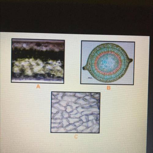 Identify the plant tissues in the three images.